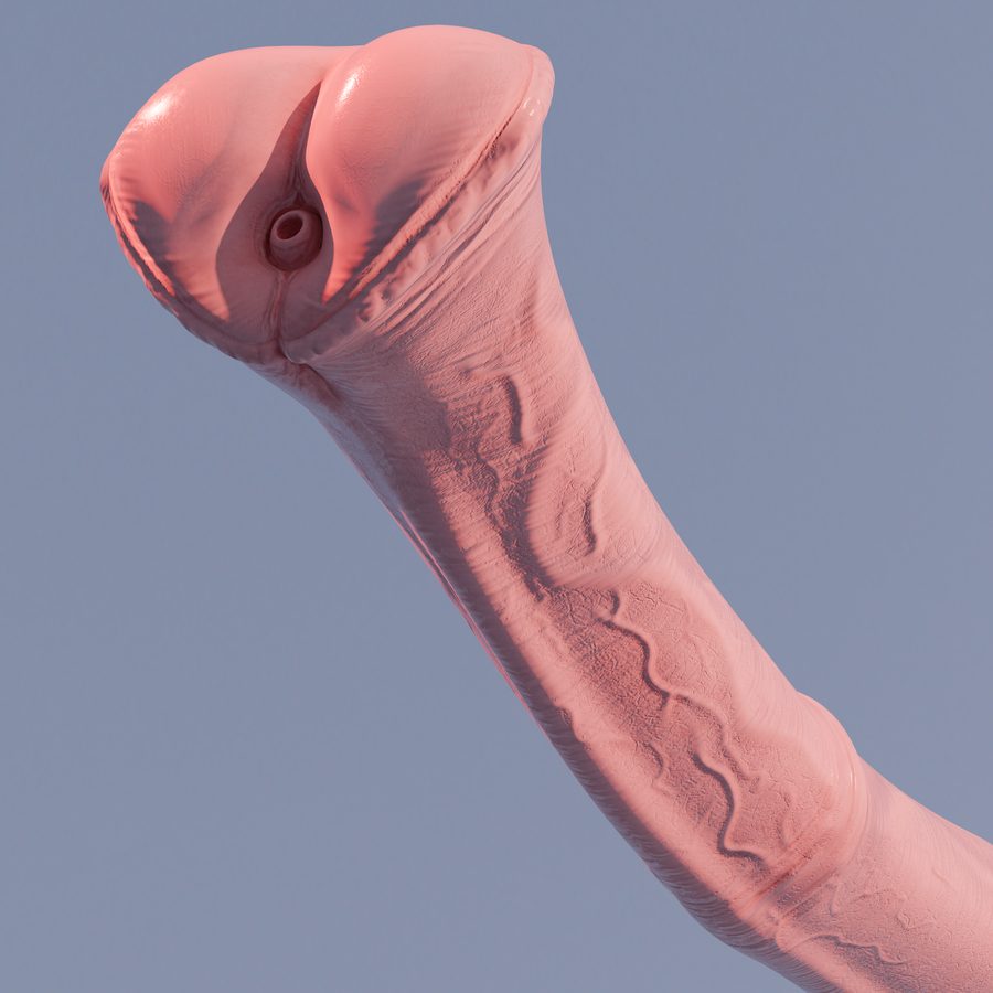 Animal genitalia, animal penis - artwork by bot